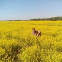 ���������� �������, ���� ������� Jamik, 38 ���, ������������ ��� ������, ����� � ���������