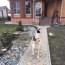 ���������� �������, ���� ������� ������, 43 ����, ������������ ��� ������, ����� � ���������