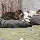  ,   , 44 ,     , c 