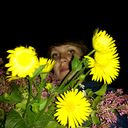 ���������� ������, ���� ������� ����������, 36 ���, ������������ 