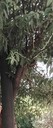  ,   Murad, 42 ,   ,   , c 