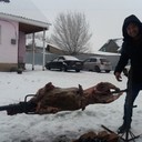 ���������� ������, ���� ������� ������, 44 ����, ������������ ��� ������, ����� � ���������, c�������� ���������