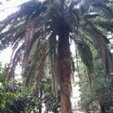 ���������� �����, ���� ������� ����, 37 ���, ������������ ��� ������, ����� � ���������, c�������� ���������