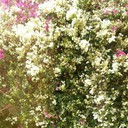 ���������� ������, ���� ������� ���, 35 ���, ������������ ��� ������, ����� � ���������, c�������� ���������, ���������