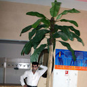  ,   KOBRAs, 50 ,   ,   , c 