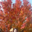  ,   Arman, 40 ,   , 