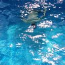 ���������� �������, ���� ������� Firuz, 39 ���, ������������ ��� ������