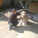 ���������� ����, ���� ������� Ilqar, 51 ���, ������������ ��� ������