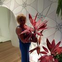 ���������� Hue, ���� ������� �������, 50 ���, ������������ ��� ������, ����� � ���������