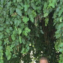 ���������� ��������������, ���� ������� �������, 51 ���, ������������ ��� ����� � ���������, c�������� ���������