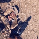 ���������� ������, ���� ������� ����, 39 ���, ������������ ��� ������, ����� � ���������, c�������� ���������, ���������