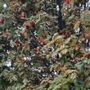 ���������� ����������, ���� ������� ����, 68 ���, ������������ ��� ������, ����� � ���������, c�������� ���������