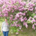 ���������� ����, ���� ������� �������, 41 ���, ������������ ��� ����� � ���������, c�������� ���������