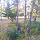 ���������� ����, ���� ������� �����, 50 ���, ������������ ��� ������, ����� � ���������, c�������� ���������