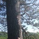 ���������� �����������, ���� ������� BRONZOV, 43 ����, ������������ ��� ������, ����� � ���������, c�������� ���������