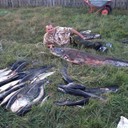 ���������� �����, ���� ������� ������, 43 ����, ������������ ��� ������, ����� � ���������, c�������� ���������