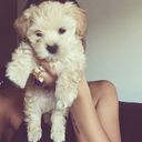 ���������� ������, ���� ������� �����, 40 ���, ������������ ��� ������, ����� � ���������, c�������� ���������