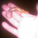 ���������� ������� ������, ���� ������� �������, 36 ���, ������������ ��� ������, ����� � ���������, c�������� ���������