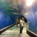 ���������� ������, ���� ������� �����, 38 ���, ������������ ��� ������, ����� � ���������, c�������� ���������, ���������