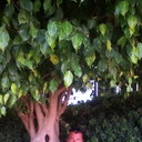  ,   , 44 ,   