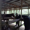 ���������� ����, ���� ������� ���������, 53 ����, ������������ ��� ������