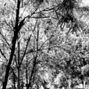 ���������� ����������, ���� ������� �������, 33 ����, ������������ ��� ������, ����� � ���������