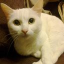  ,   Pasch nemo, 48 ,   