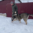 ���������� �������, ���� ������� A N D O, 35 ���, ������������ ��� ������, ����� � ���������