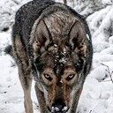 ���������� ����, ���� ������� ���, 38 ���, ������������ ��� ������, ����� � ���������, c�������� ���������