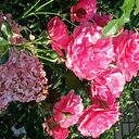  ,   , 55 ,   ,   , c , 