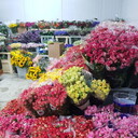 ���������� �������, ���� ������� Taleh, 50 ���, ������������ ��� ������, ����� � ���������