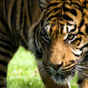 ���������� ��������, ���� ������� ����, 45 ���, ������������ ��� ����� � ���������, c�������� ���������