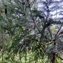 ���������� ������, ���� ������� ���������, 56 ���, ������������ ��� c�������� ���������