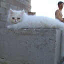  ,   , 61 ,     , c 