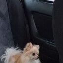 ���������� ����, ���� ������� Roman, 27 ���, ������������ ��� ������, ����� � ���������