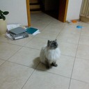 ���������� ������, ���� ������� �������, 41 ���, ������������ ��� ������, ����� � ���������, c�������� ���������