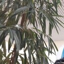 ���������� ��������, ���� ������� �����, 37 ���, ������������ ��� ������, ����� � ���������, c�������� ���������, ���������