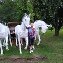 ���������� ���������, ���� ������� ���, 50 ���, ������������ ��� c�������� ���������