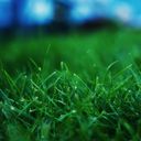 ���������� ��������, ���� ������� �����, 36 ���, ������������ ��� ����� � ���������, c�������� ���������