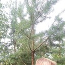 ���������� ������, ���� ������� ����, 32 ����, ������������ ��� ������, ����� � ���������, c�������� ���������, ���������