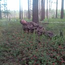 ���������� ������ ��������, ���� ������� 89527847148, 49 ���, ������������ 