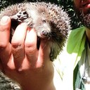  -,   Ramazan, 39 ,   ,   