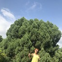 ���������� ���������, ���� ������� �����, 51 ���, ������������ ��� ����� � ���������, c�������� ���������