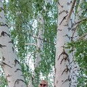   ,   Eva, 55 ,   , c 