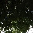 ���������� ������, ���� ������� �������, 37 ���, ������������ ��� ������, ����� � ���������