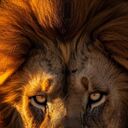 ���������� �����������, ���� ������� �������, 44 ����, ������������ ��� c�������� ���������