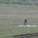 ���������� ���������, ���� ������� �������1, 45 ���, ������������ 