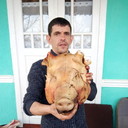  ,   Calios zama, 34 ,   ,   , c 