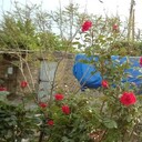 ���������� ����, ���� ������� Ramil, 46 ���, ������������ ��� c�������� ���������, ���������