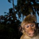 ���������� ������, ���� ������� ������, 57 ���, ������������ ��� ������, ����� � ���������, c�������� ���������